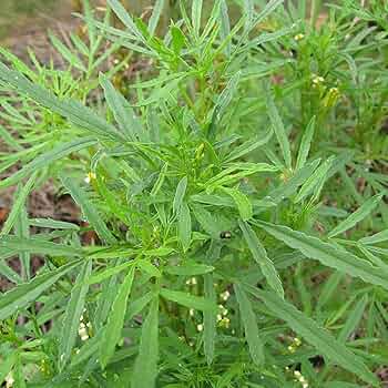 Black Mint Seeds 100mg | Huacatay Tagetes minuta | Aromatic Culinary Herb, Non-GMO, Easy to Grow, Annual