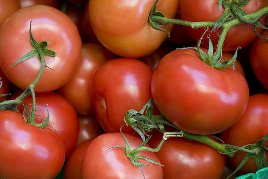 100 mg Rutgers Tomato Seeds - Heirloom Variety for Home Gardening - Solanum lycopersicum - Juicy, Flavorful Harvests
