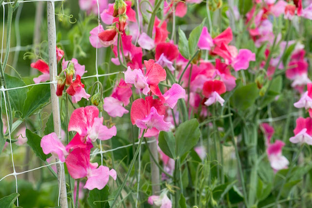 50+ Sweet Pea Seeds - Duo Salmon Climbing Vines with Fragrant Pink-Orange Blooms - Lathyrus odoratus - Garden Planting
