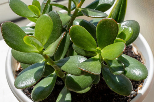 Jade Plant Cuttings – 3-5 Inch Crassula ovata Succulent Starts – Easy to Grow Lucky Money Plant for Gardening & Gifts