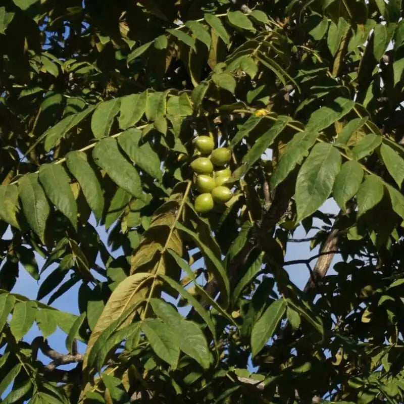 Japanese Heartnut Walnut Tree Seedling 12-18" Juglans ailantifolia var. cordiformis Heart-Shaped Nuts Live Plant