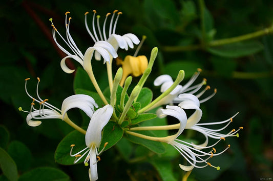 10 Japanese Honeysuckle Vine Cuttings – Lonicera japonica, Fragrant Fast-Growing Climber, Unrooted Propagation Starts
