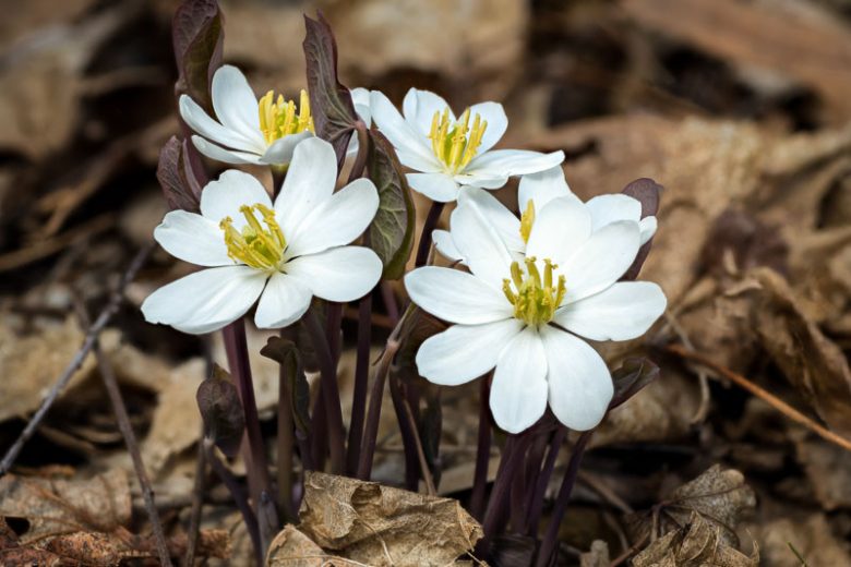 Twinleaf Plants Bare Root | Jeffersonia diphylla Native Woodland Perennial for Shade Gardens | Early Spring Flowering