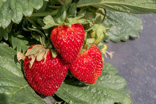 Jewel Strawberry Plants Bare Root 25 June-Bearing Large Sweet Berries Cold Hardy Garden Fruit