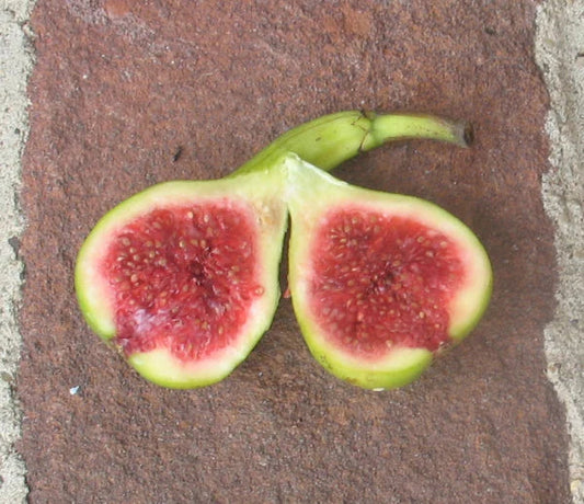 JH Adriatic Fig Cutting - Unrooted 8"+ Ficus carica Green Fig with Strawberry Red Flesh for Propagation or Grafting