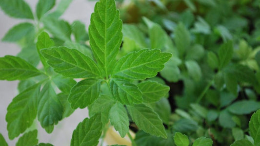 Organic Jiaogulan Cuttings | Gynostemma pentaphyllum | Live Immortality Herb | Tea Vine Plant | Wellness and Immune Boosting