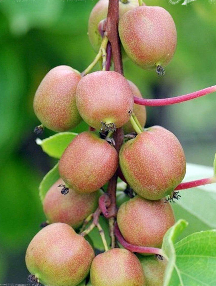 10 Hardy Kiwi Cuttings – Actinidia arguta ‘Geneva’ Female Organic Unrooted Vines Cold Hardy Sweet Fruit