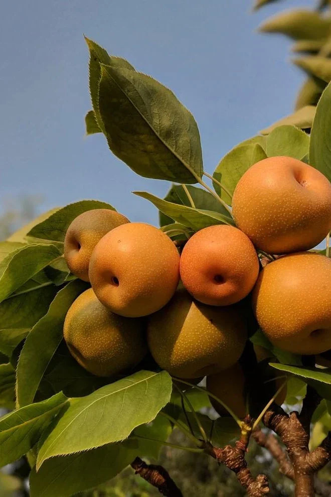 Super Rare Kosui Pear Cutting for Propagation, Grafting, Pyrus pyrifolia ‘Kosui’ Unrooted Plant