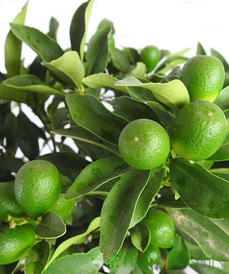 Super Double Rare Green Kumquat Cuttings – 3 Fresh Unrooted Citrus Propagation, Fortunella Hybrid for Grafting & Collection