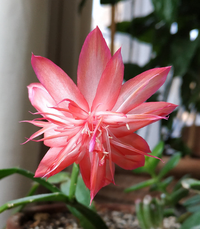 2 Schlumbergera “Laranja Dobrada” Cuttings – Rare Orange Double Bloom Holiday Cactus for Indoor Garden, Thanksgiving & Christmas Plant