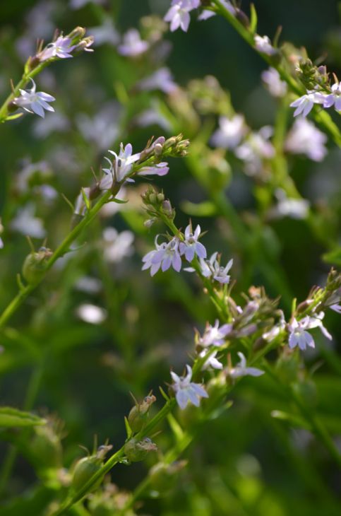 Lobelia inflata Seeds – Indian Tobacco Wildflower, 500 Non-GMO Annual Seeds for Pollinator Gardens & Medicinal Use