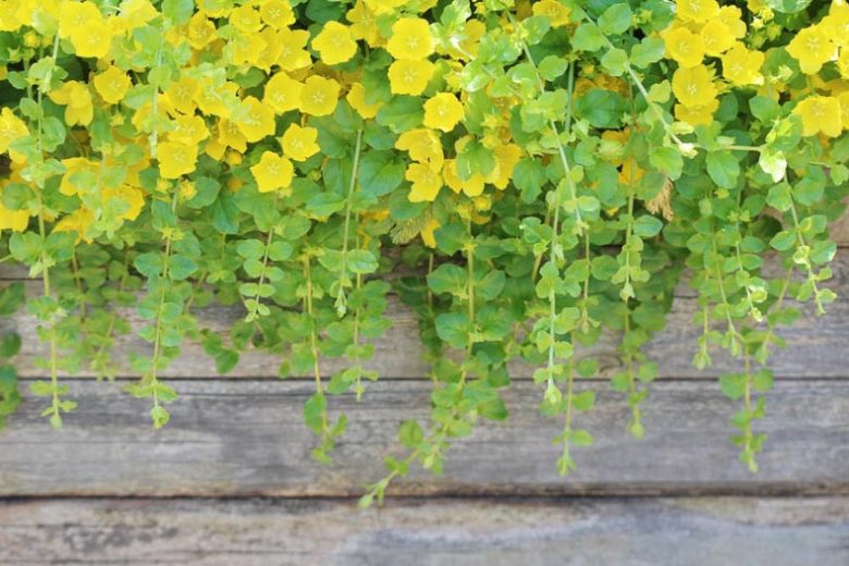 20 Golden Creeping Jenny Live Starter Plants | Lysimachia 'Aurea' Groundcover & Aquarium Plant