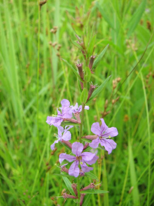 Lythrum Alatum Seeds 1000 Pack | Winged Loosestrife Native Wildflower | Purple Blooms | Pollinator Plant | Bees & Butterflies