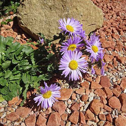 Machaeranthera bigelovii Seeds – Purple Aster Bigelow's Tansyaster Wildflower Non-GMO Pollinator-Friendly Garden Plant