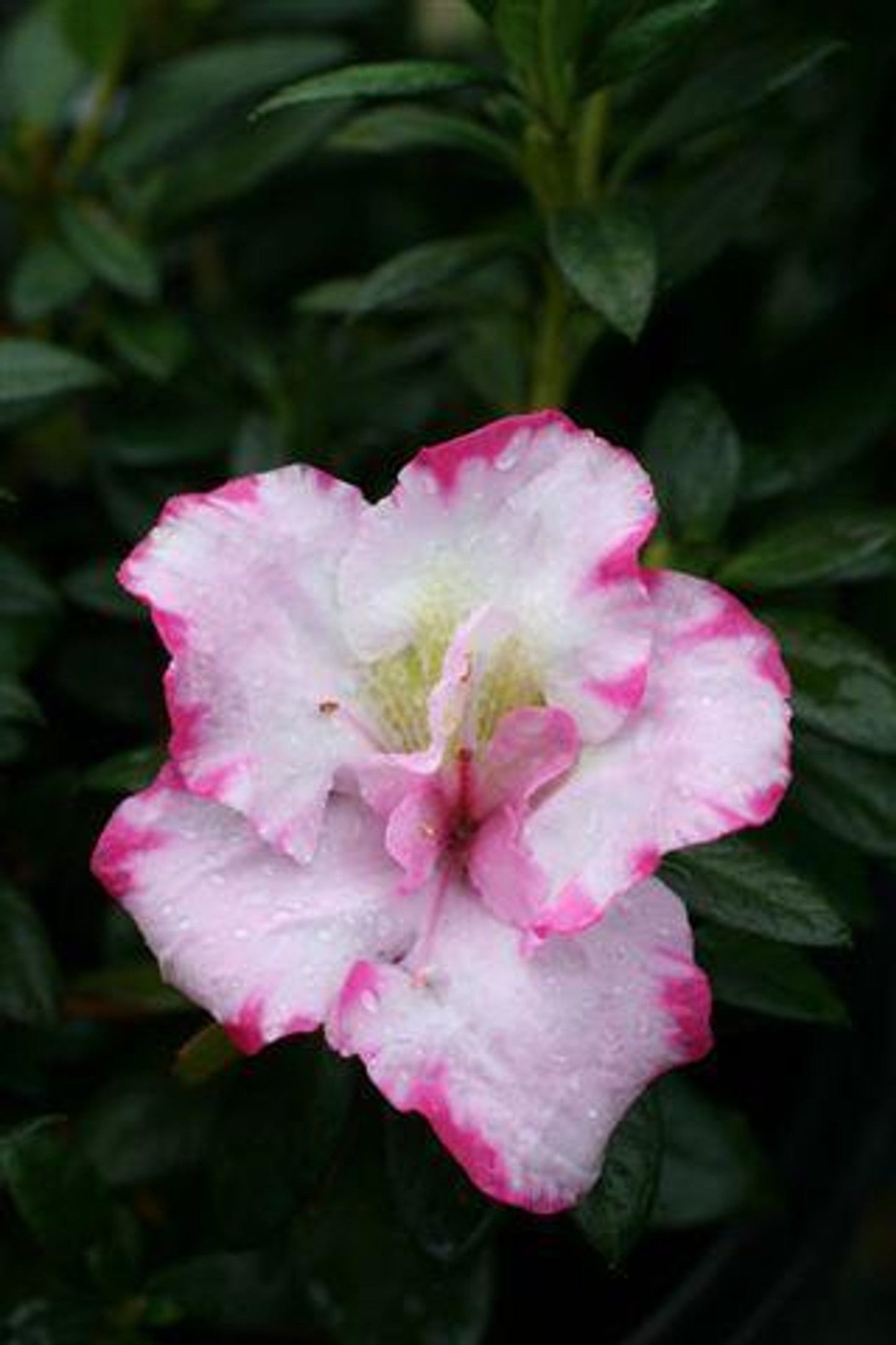 7 Azalea Cuttings Pink & White – Unrooted Rhododendron Propagation Wood for Grafting & Rooting