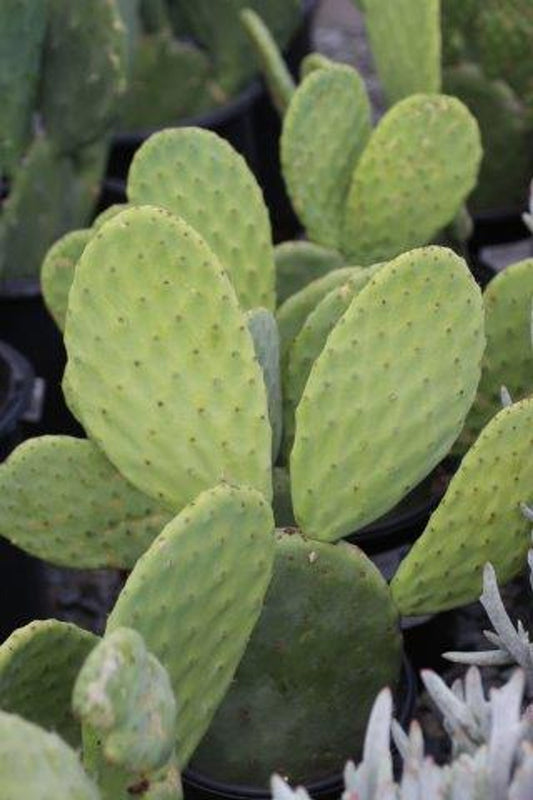 Opuntia Ficus-Indica Cactus Pads | 4 Fresh Edible Prickly Pear Nopales | Organic Spineless Cactus for Cooking & Gardening