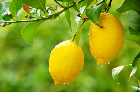 Meyer Lemon Tree | Organic Non-GMO Bare Root Starter | Citrus × meyeri | Sweet Lemon Plant for Home Garden or Container