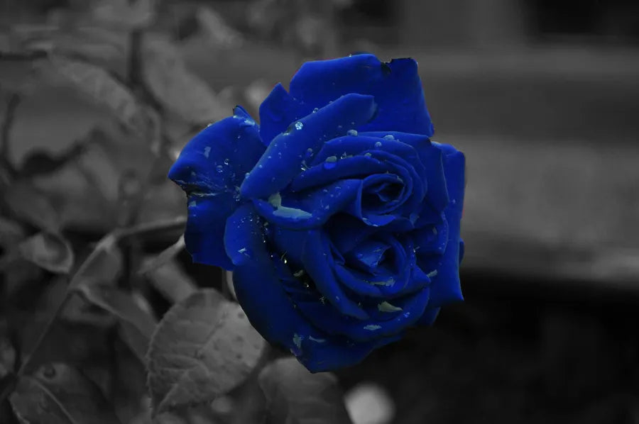 Super Rare Midnight Blue Rose Cuttings – 3 Fresh Scions for Rooting or Grafting – Deep Purple Rosa ‘Midnight Blue’