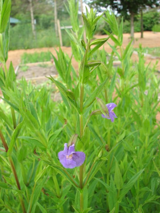 Mimulus Ringens Seeds 5000 Allegheny Monkeyflower Purple Blooms Native Wetland Wildflower Pollinator Plant
