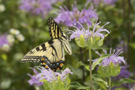 Monarda fistulosa Seeds – Wild Bergamot Perennial Native Pollinator Garden & Meadow Plant, Non-GMO, Attracts Bees & Butterflies