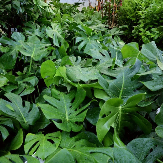 Large Monstera Deliciosa Rooted Cutting – Live Tropical Plant, Swiss Cheese Plant, Split-Leaf Philodendron, Indoor Houseplant