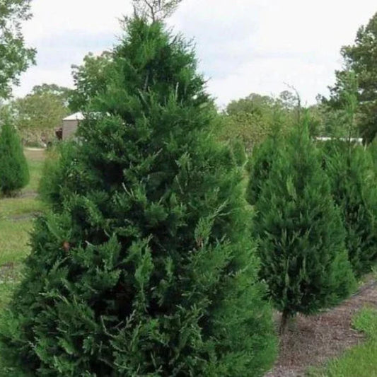 Murray Leyland Cypress Tree 2.5 Inch Pot | Fast-Growing Evergreen Privacy Hedge Cupressocyparis leylandii