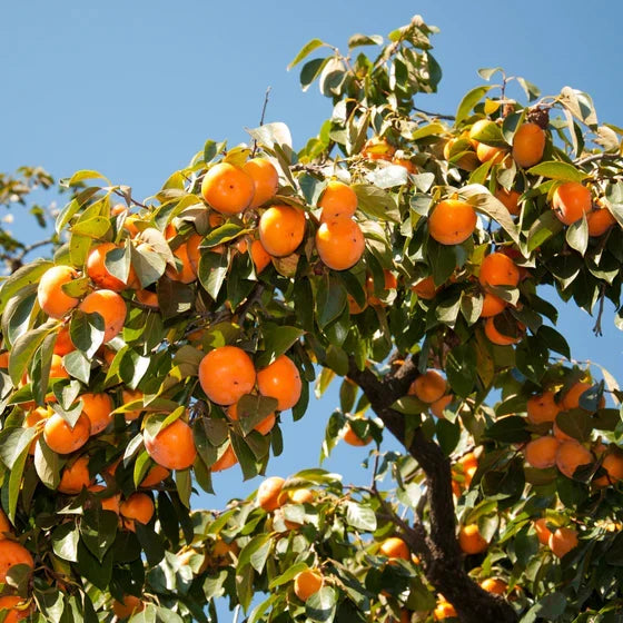 American Persimmon Trees Bare Root Seedlings – Native Diospyros virginiana, Cold Hardy Fruit Plants, 6–12 Inches