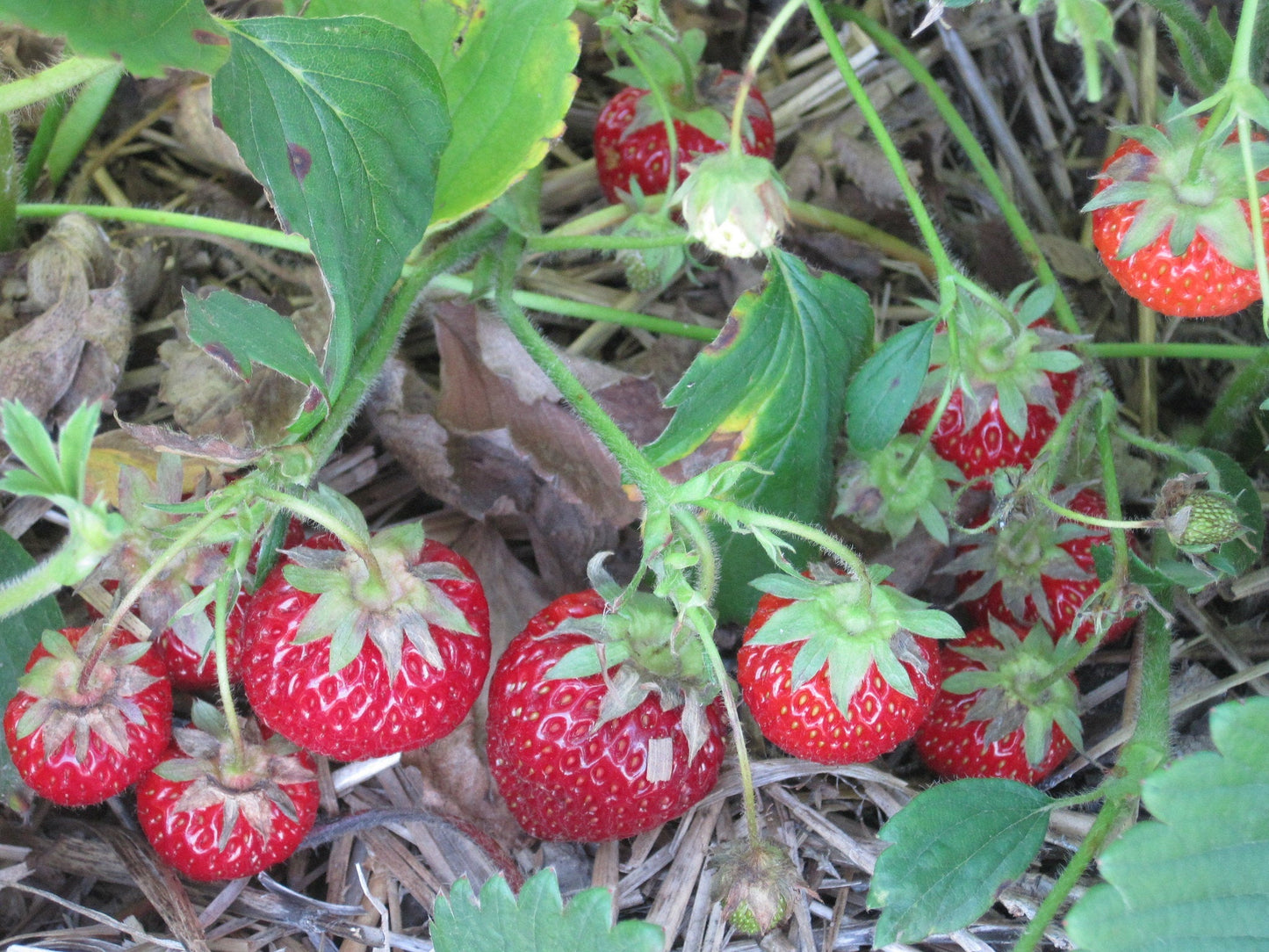 Seascape Strawberry Plants Bare Root Everbearing Variety – Large Sweet Berries – High-Yield Garden Fruit – Non-GMO