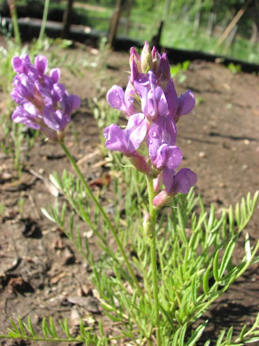 Oxytropis lambertii Seeds – Showy Locoweed Native Perennial Wildflower, Prairie Nitrogen-Fixing Plant, 25 Seeds