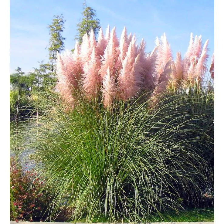 Pink Pampas Grass Plugs – Cortaderia selloana Ornamental Perennial for Borders, Landscaping & Garden Decor
