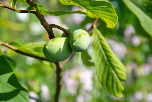 Live Pawpaw Trees - Bare Root Seedlings 6-12” | Asimina triloba American Native Fruit Trees for Garden Planting