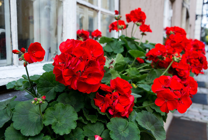 3 Ivy Geranium Cuttings – Pelargonium peltatum Vivid Red – Trailing Starter Stems for Hanging Baskets & Containers