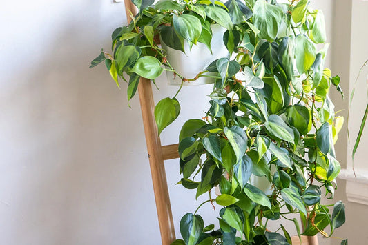 Indoor Plant Cuttings Set – Pothos & Philodendron Varieties – Marble Queen, Brazil, N'Joy – Live Unrooted Stems for Hanging Baskets & Containers