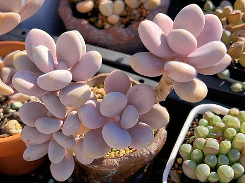Bare Root Pink Moonstone Succulent – Pachyphytum Oviferum, Rare Chubby Leaf Plant for Indoor Decor, Gifts, DIY Arrangements
