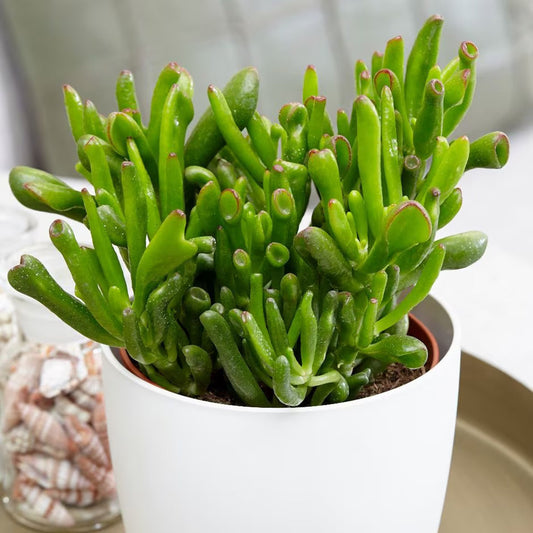 Hobbit Friendship Tree Cuttings – 4 Unrooted Crassula ovata ‘Hobbit’ Succulent Plant Starts for Indoor Garden and Lucky Plants