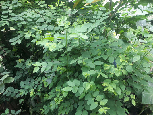 Katuk Unrooted Cuttings – Sauropus androgynus Edible Leafy Vegetable Plant – Easy to Grow Shrub for Home Garden