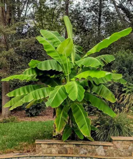 Musa Basjoo Banana Plant – Cold Hardy Japanese Fiber Banana – Bare Root Starter – Tropical Ornamental Non-Fruiting Garden Plant
