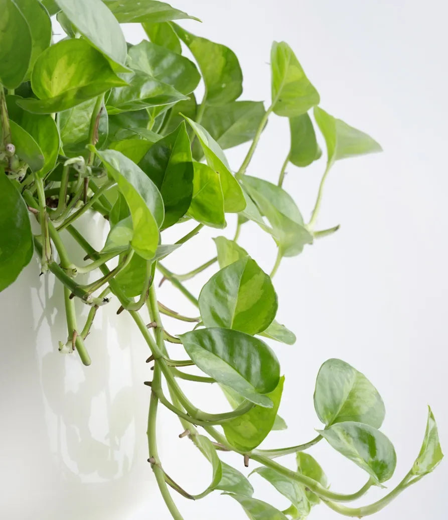 Global Green Pothos Rooted Starter Plant | Variegated Epipremnum Aureum Indoor Vine | Easy Care Houseplant in 2" Pot