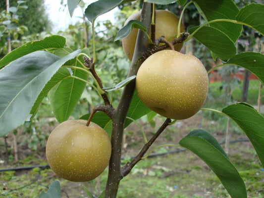 Japanese Pear Cutting, Pyrus pyrifolia Nashi, Fresh Unrooted Propagation Material for Grafting and Rooting
