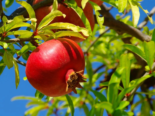Organic Pomegranate Cuttings – Unrooted 9-Inch Stems for Propagation – Punica granatum Fruit Tree Starts – Heirloom Variety