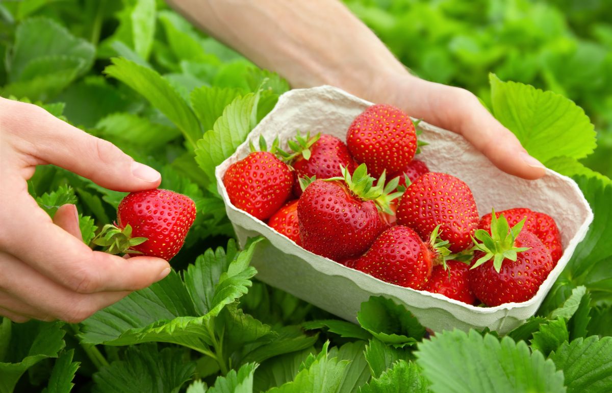 Quinault Everbearing Strawberry Plants 25 Bare Root – Large Sweet Berries, Cold Hardy, Disease Resistant, Long Harvest Season