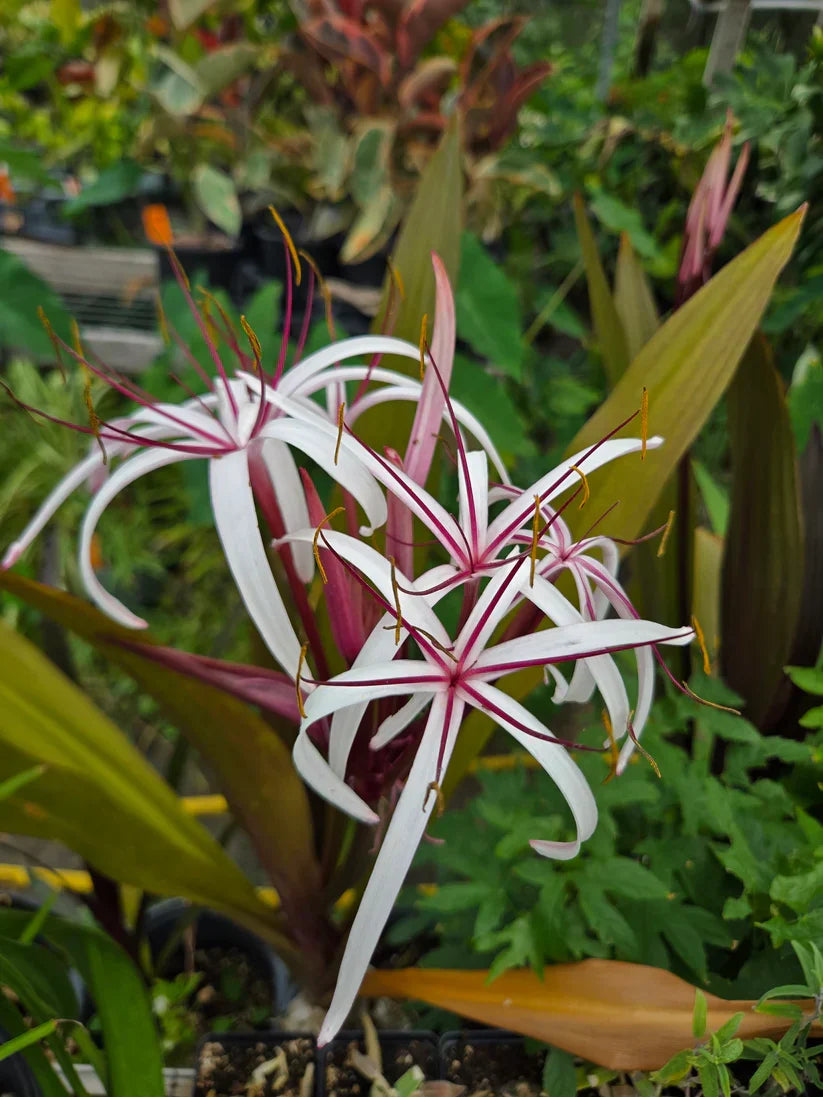 Queen Emma Purple Crinum Lily Bulbs | 6-8 Inch Bare Root Perennial | Fragrant Purple Foliage Tropical Plant | Crinum augustum