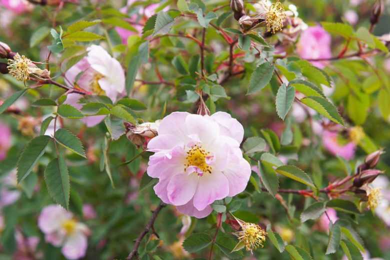 Rosa palustris Seeds – Swamp Rose Wildflower, Native Pollinator & Wetland Plant, 30 Non-GMO Perennial Seeds
