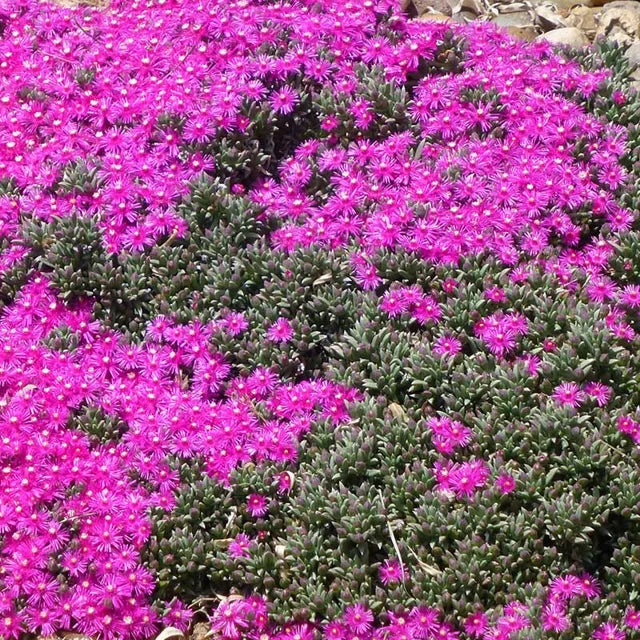 Creeping Ice Plant Cuttings – Rare Purple Pink Succulent Ground Cover, Drought-Tolerant Unrooted Live Stems, Trailing Cactus