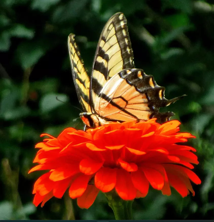 Zinnia Seeds 200 Pack Orange King Double Non-GMO for Songbirds & Butterflies Zinnia elegans