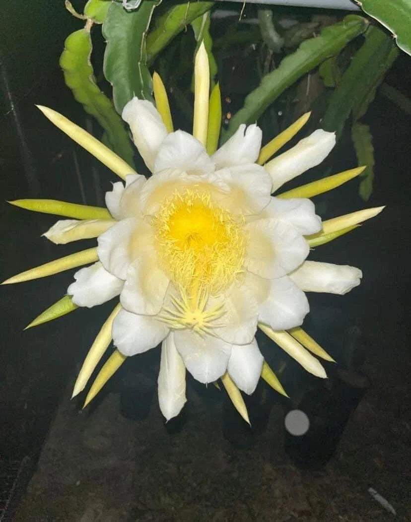 Dragon Fruit Cutting 8-12 Inches Sweet Julie Hylocereus undatus Tropical Fruit Plant for Home Garden