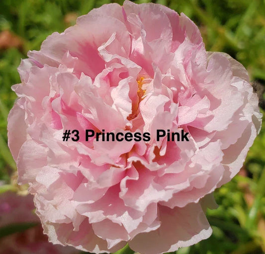 Moss Rose Cuttings 10 Unrooted Princess Pink Portulaca Grandiflora Succulent for Garden, Patio, or Container Planting