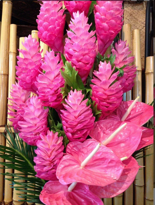 Hawaiian Hot Pink Ginger Plant - Small Rooted Starter - Alpinia purpurata Tropical Indoor Outdoor Garden Decor