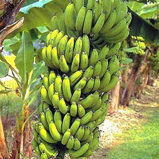 Gran Nain Banana Tree Starter Plant – Musa acuminata – Rooted Variety for Home Gardening – Tropical Fruit Plant
