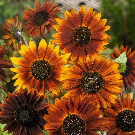 Sunflower Seeds Pack of 100 - Earthwalker Variety Helianthus annuus Non-GMO for Gardens & Pollinators